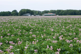 Ein großes Feld mit lila blühenden Kartoffelpflanzen, im Hintergrund sind Bäume und das Betriebsgebäude zu sehen.