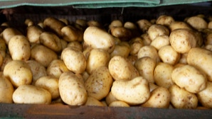 Kartoffeln in einem Behälter.