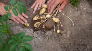 Hände graben Kartoffeln aus der Erde aus, umgeben von Kartoffelpflanzen.