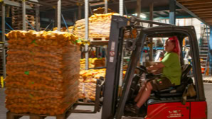 Eine Person fährt einen Gabelstapler in einem Lagerhaus, beladen mit gestapelten Säcken voller Kartoffelsäcken.