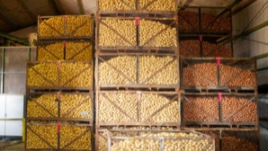 Holzkisten mit gelben, hellen und roten Kartoffeln gestapelt in einem Lagerhaus.