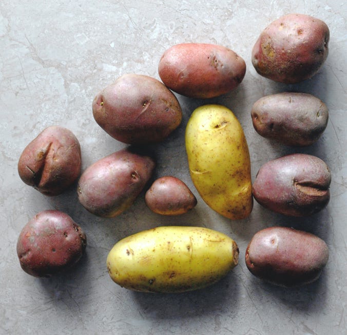 Verschiedene Kartoffeln, hauptsächlich rot, mit zwei gelben Kartoffeln, auf einer grauen Oberfläche.