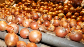 Viele braune Zwiebeln auf einem Förderband.