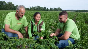 Drei Personen in grüner Kleidung knien in einem Feld mit Kartoffelpflanzen und betrachten eine weiße Kartoffelblüte.