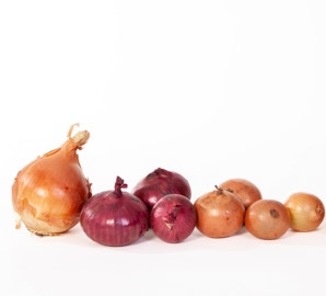 einzelne lose Zwiebeln liegen in einer Reihe vor weißem Hintergrund